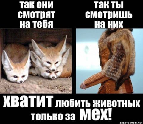смотреть онлайн осляча шкура